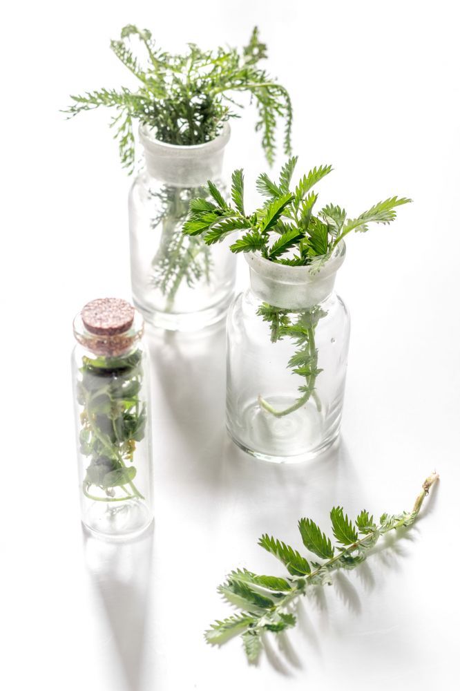 Fresh medicinal herbs in glass on white background