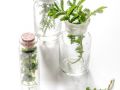 Fresh medicinal herbs in glass on white background