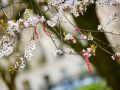 Martisor, symbol of spring