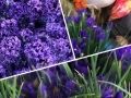 spring_11