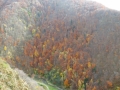 Poenari (9)