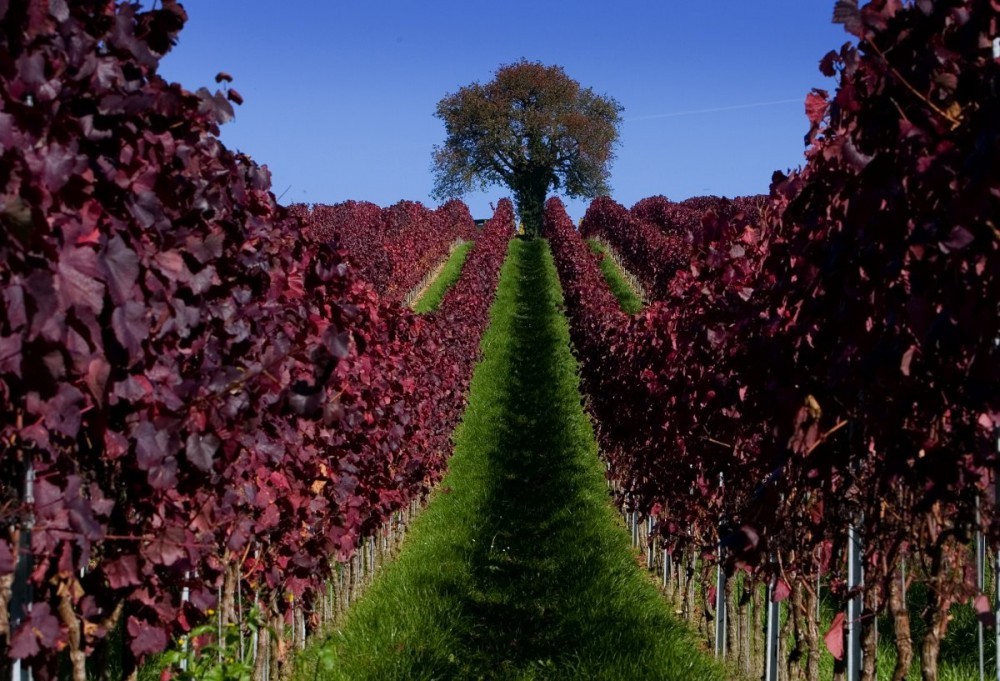 leaves-are-colored-red-in-a-vineyard-during-a-sunny-autumn-day-near-ueberlingen-in-germany.jpg