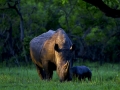 a-southern-white-rhino-named-bella-eats-with-her-day-old-baby-at-ziwa-rhino-sanctuary-in-central-uganda.jpg