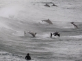 a-surfer-watches-a-group-of-dolphins-leap-in-the-waters-of-bondi-beach-in-sydney.jpg