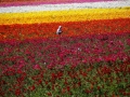 a-worker-hand-picks-giant-tecolote-ranunculus-flowers-at-the-flower-fields-in-california.jpg