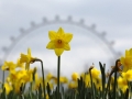 daffodils-are-pictured-with-the-london-eye-behind-them.jpg