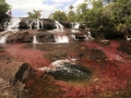 eco-tourists-walk-through-part-of-the-cano-cristales-in-colombias-sierra-de-la-macarena-national-park (1).jpg