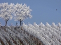 frosted-trees-are-seen-in-the-middle-of-vineyards-in-the-alsace-region-countryside-near-strasbourg-france.jpg