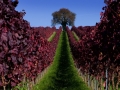 leaves-are-colored-red-in-a-vineyard-during-a-sunny-autumn-day-near-ueberlingen-in-germany.jpg