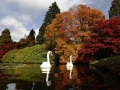 swans-swim-past-changing-autumn-leaves-in-sheffield-park-gardens-in-southern-england.jpg